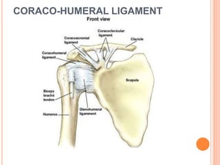 CORACO-HUMERAL LIGAMENT
 