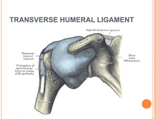 TRANSVERSE HUMERAL LIGAMENT
 