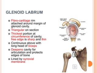 GLENOID LABRUM
 Fibro-cartilage rim
attached around margin of
glenoid cavity.
 Triangular on section
 Thickest portion at
circumference of cavity,
free edge is sharp and thin
 Continuous above with
long head of biceps
 Deepens cavity for
articulation and protects
edges of bone
 Lined by synovial
membrane
 