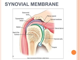 SYNOVIAL MEMBRANE
 