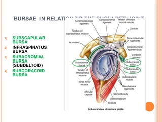 BURSAE IN RELATION TO THE SHOULDER JOINT
1) SUBSCAPULAR
BURSA
2) INFRASPINATUS
BURSA
3) SUBACROMIAL
BURSA
(SUBDELTOID)
4) SUBCORACOID
BURSA
 
