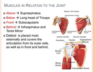 MUSCLES IN RELATION TO THE JOINT
 Above  Supraspinatus
 Below  Long head of Triceps
 Front  Subscapularis
 Behind  Infraspinatus and
Teres Minor
 Deltoid is placed most
externally and covers the
articulation from its outer side,
as well as in front and behind.
 