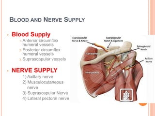 BLOOD AND NERVE SUPPLY
• Blood Supply
1. Anterior circumflex
humeral vessels
2. Posterior circumflex
humeral vessels
3. Suprascapular vessels
• NERVE SUPPLY
1) Axillary nerve
2) Musculocutaneous
nerve
3) Suprascapular Nerve
4) Lateral pectoral nerve
 