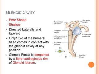 GLENOID CAVITY
• Pear Shape
• Shallow
• Directed Laterally and
Upward
• Only1/3rd of the humeral
head comes in contact with
the glenoid cavity at any
position.
• Glenoid Fossa is deepened
by a fibro-cartilaginous rim
of Glenoid labrum.
 