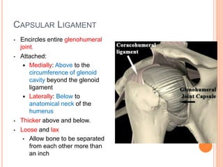 CAPSULAR LIGAMENT
• Encircles entire glenohumeral
joint.
• Attached:
 Medially: Above to the
circumference of glenoid
cavity beyond the glenoid
ligament
 Laterally: Below to
anatomical neck of the
humerus
• Thicker above and below.
• Loose and lax
• Allow bone to be separated
from each other more than
an inch
 