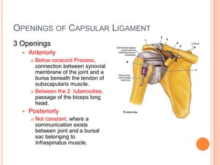 OPENINGS OF CAPSULAR LIGAMENT
3 Openings
 Anteriorly
 Below coracoid Process,
connection between synovial
membrane of the joint and a
bursa beneath the tendon of
subscapularis muscle.
 Between the 2 tuberosities,
passage of the biceps long
head.
 Posteriorly
 Not constant, where a
communication exists
between joint and a bursal
sac belonging to
Infraspinatus muscle.
 