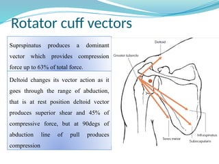 Shoulder anatomy__biomechanics__pathomechanics | PDF
