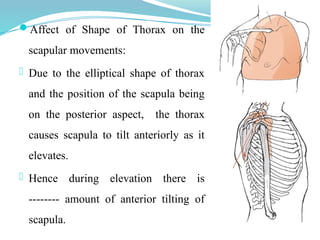 Shoulder anatomy__biomechanics__pathomechanics | PPT