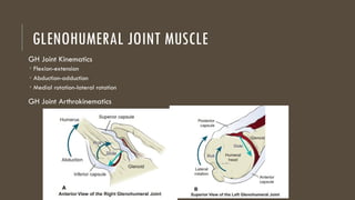 Shoulder and Shoulder Girdle: Anatomy and Function | PPTX