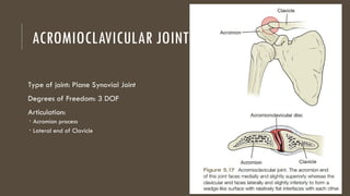 Shoulder and Shoulder Girdle: Anatomy and Function | PPTX