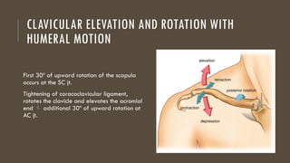 Shoulder and Shoulder Girdle: Anatomy and Function | PPTX