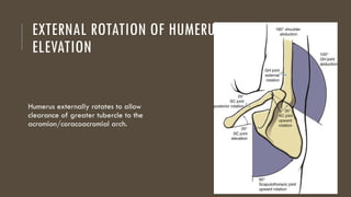 Shoulder and Shoulder Girdle: Anatomy and Function | PPTX
