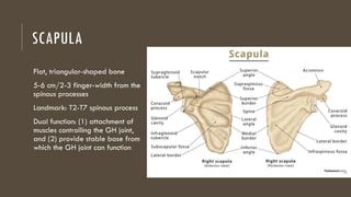 Shoulder and Shoulder Girdle: Anatomy and Function | PPTX