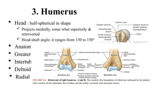Retroversion Head Shoulder & Arm anatomy & surgical approach.pptx
