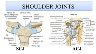 Shoulder & Arm anatomy & surgical approach.pptx