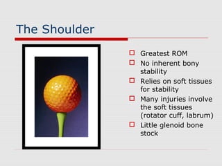 The Shoulder
 Greatest ROM
 No inherent bony
stability
 Relies on soft tissues
for stability
 Many injuries involve
the soft tissues
(rotator cuff, labrum)
 Little glenoid bone
stock
 