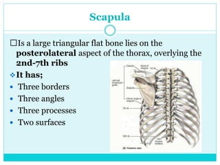 Rabbit Triangular Scapula shoulder Anatomy by ayalew.orthopedic residentpptx, | PPTX
