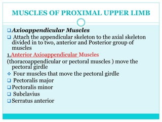 shoulder Anatomy by ayalew.orthopedic residentpptx, | PPTX