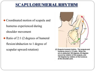 Upward Scapular Rotation Shoulder Biomechnics - Dr.BHARTI PAWAR (PT).pptx