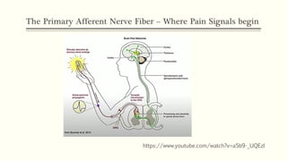 The Primary Afferent Nerve Fiber – Where Pain Signals begin
https://www.youtube.com/watch?v=a5b9-_UQEzI
 