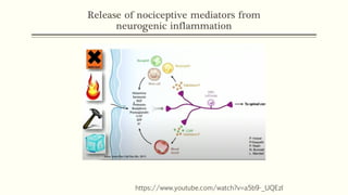 Release of nociceptive mediators from
neurogenic inflammation
https://www.youtube.com/watch?v=a5b9-_UQEzI
 