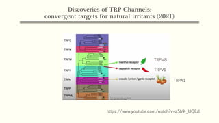 Discoveries of TRP Channels:
convergent targets for natural irritants (2021)
https://www.youtube.com/watch?v=a5b9-_UQEzI
TRPM8
TRPV1
TRPA1
 
