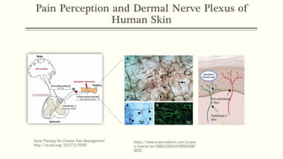 Pain Perception and Dermal Nerve Plexus of
Human Skin
https://www.sciencedirect.com/scienc
e/article/pii/S0022202X15305935#f
0015
Gene Therapy for Chronic Pain Management
http://dx.doi.org/10.5772/5505
 