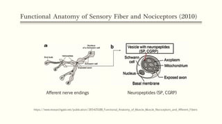 Functional Anatomy of Sensory Fiber and Nociceptors (2010)
https://www.researchgate.net/publication/265425188_Functional_Anatomy_of_Muscle_Muscle_Nociceptors_and_Afferent_Fibers
Afferent nerve endings Neuropeptides (SP, CGRP)
 