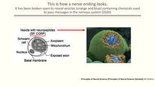 This is how a nerve ending looks.
It has been broken open to reveal vesicles (orange and blue) containing chemicals used
to pass messages in the nervous system (2020)
Principles of Neural Science (Principles of Neural Science (Kandel)) 5th Edition
 