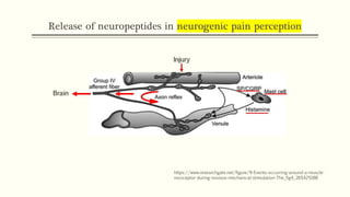 Release of neuropeptides in neurogenic pain perception
https://www.researchgate.net/figure/9-Events-occurring-around-a-muscle-
nociceptor-during-noxious-mechanical-stimulation-The_fig4_265425188
 