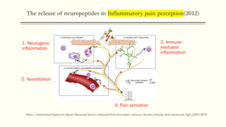 The release of neuropeptides in Inflammatory pain perception(2012)
https://www.researchgate.net/figure/Neuronal-factors-released-from-nociceptor-sensory-neurons-directly-drive-leukocyte_fig4_230573679
SP
CGRP
1. Neurogenic
inflammation
2. Vasodilation
4. Pain sensation
3. Immune-
mediated
inflammation
 