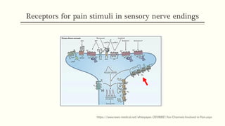 Receptors for pain stimuli in sensory nerve endings
https://www.news-medical.net/whitepaper/20190817/Ion-Channels-Involved-in-Pain.aspx
 