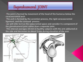 Shoulder Complex Background Shoulder complex | PPTX