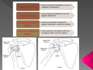 Shoulder complex | PPTX