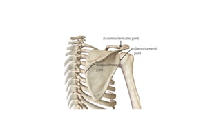 SHOULDER COMPLEX BY JOVIN for physiotherapy.pptx