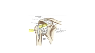 SHOULDER COMPLEX BY JOVIN for physiotherapy.pptx
