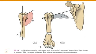 Shoulder Complex Background Shoulder Complex anatomy for medical .pdf
