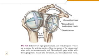 Shoulder Complex Background Shoulder Complex anatomy for medical .pdf