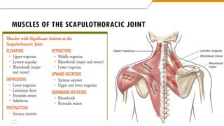 Scapiothorasic Muscles Shoulder Complex anatomy for medical .pdf