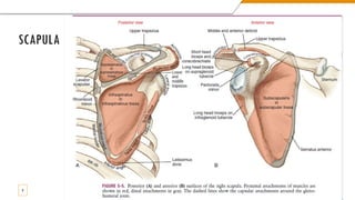 Shoulder Complex Background Shoulder Complex anatomy for medical .pdf