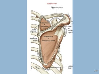 The Shoulder Complex Comprehensive Analysis of the Shoulder Complex Anatomy and Kinematics ...