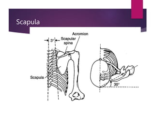 Shoulder Complex PPT.ppt