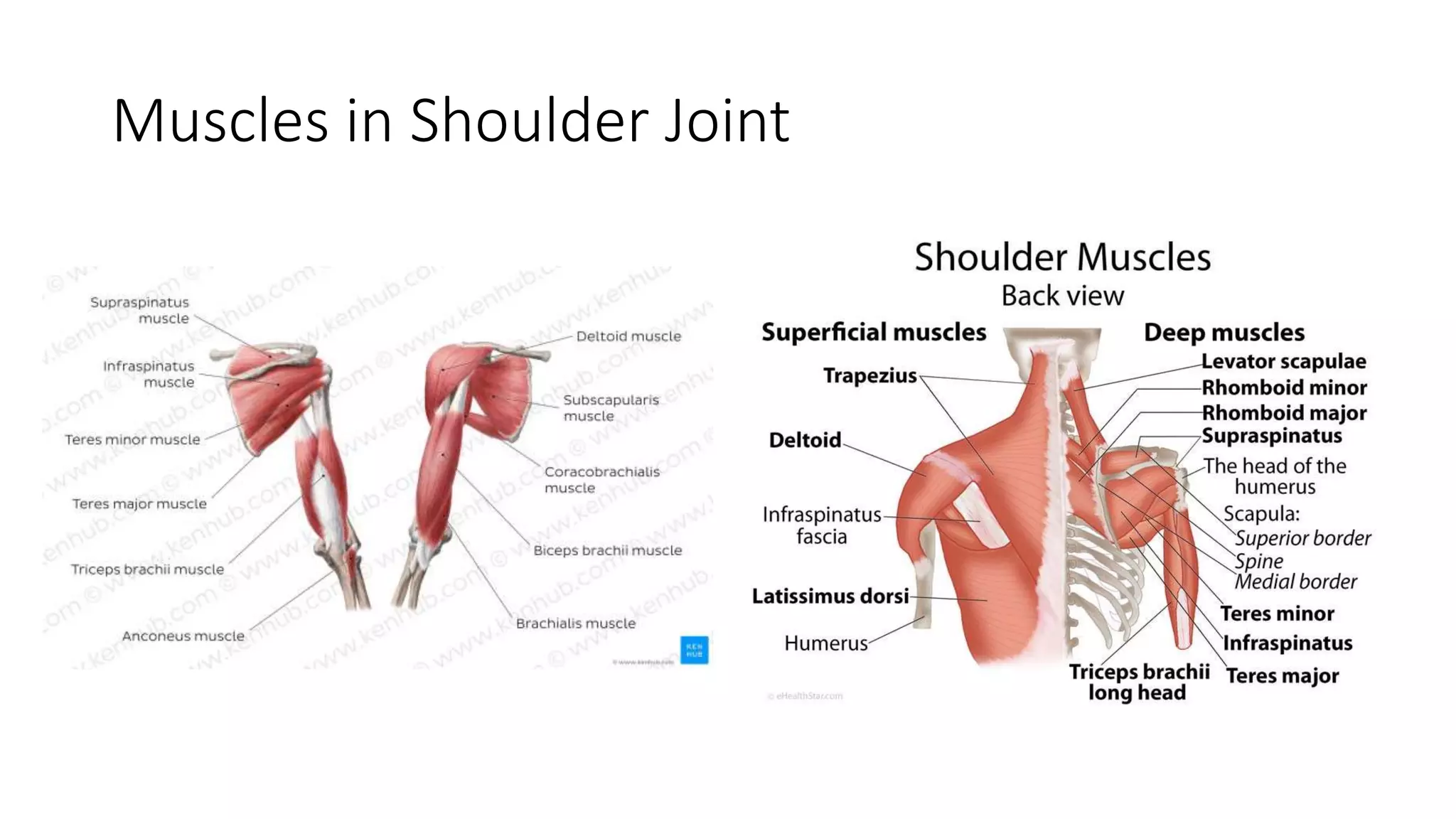 Muscles in Shoulder Joint
 
