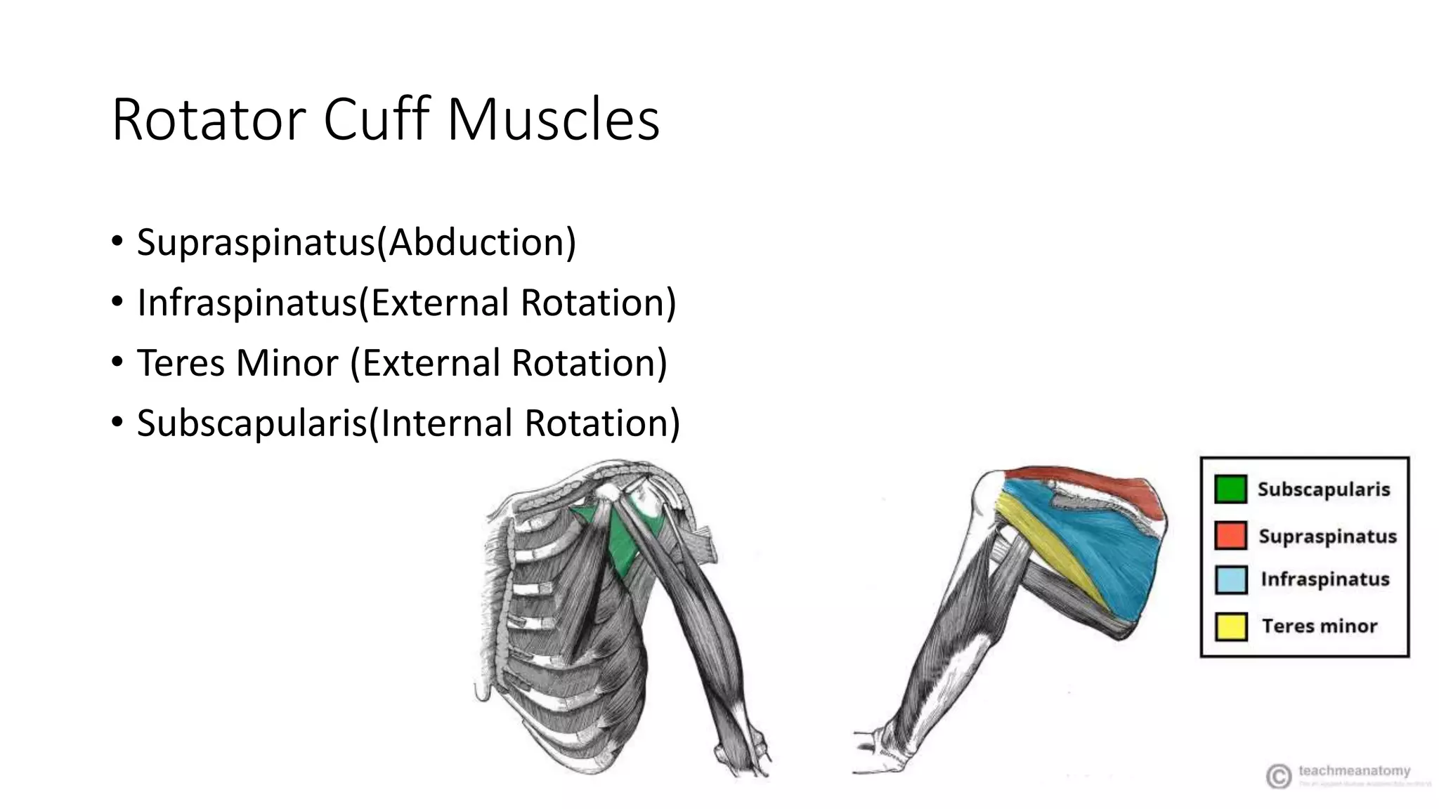 Rotator Cuff Muscles
• Supraspinatus(Abduction)
• Infraspinatus(External Rotation)
• Teres Minor (External Rotation)
• Subscapularis(Internal Rotation)
 