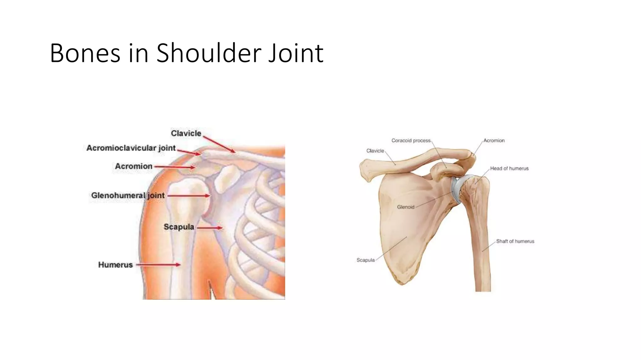 Bones in Shoulder Joint
 