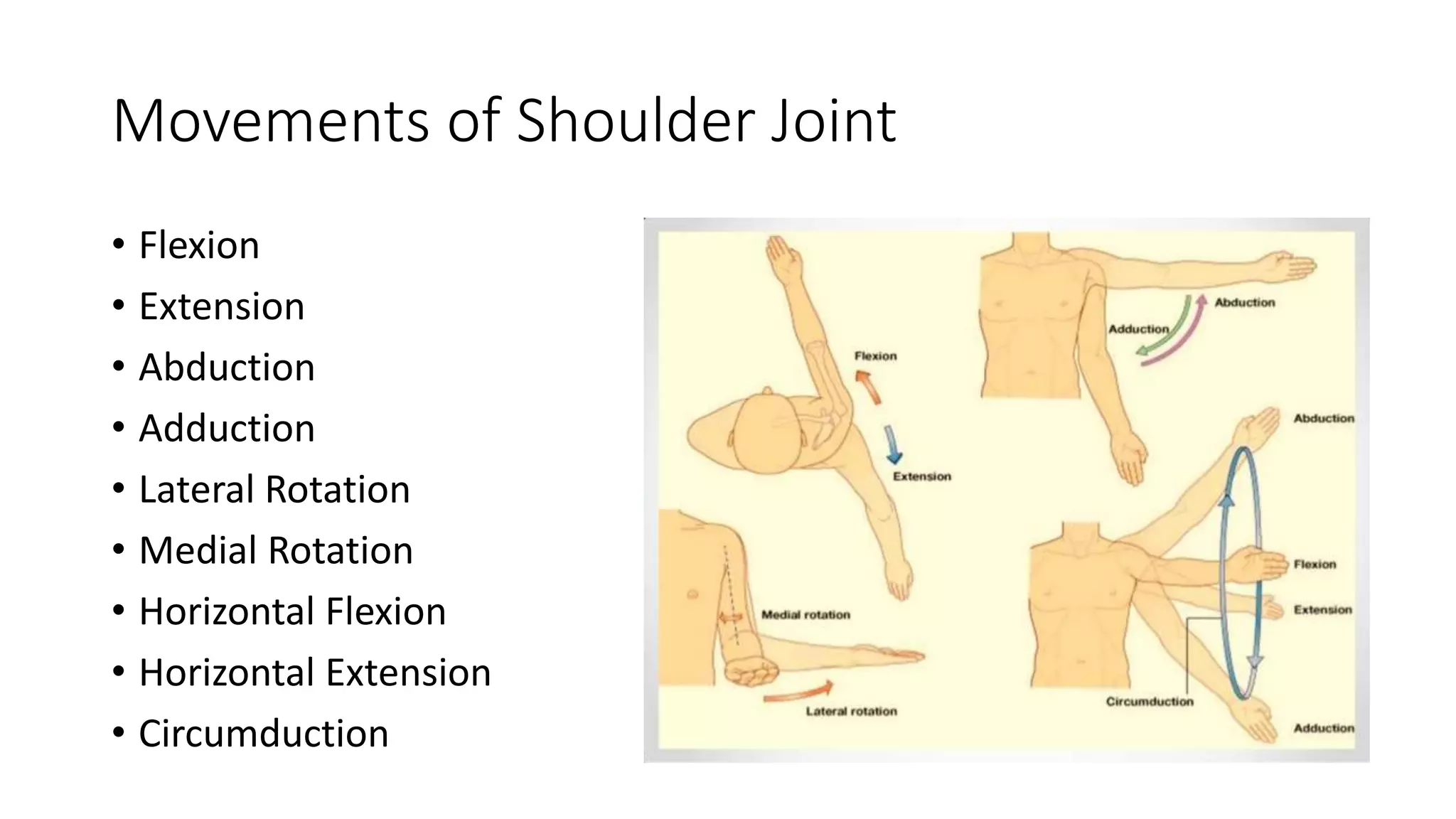 Movements of Shoulder Joint
• Flexion
• Extension
• Abduction
• Adduction
• Lateral Rotation
• Medial Rotation
• Horizontal Flexion
• Horizontal Extension
• Circumduction
 