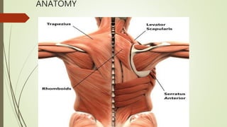 ANATOMY
 