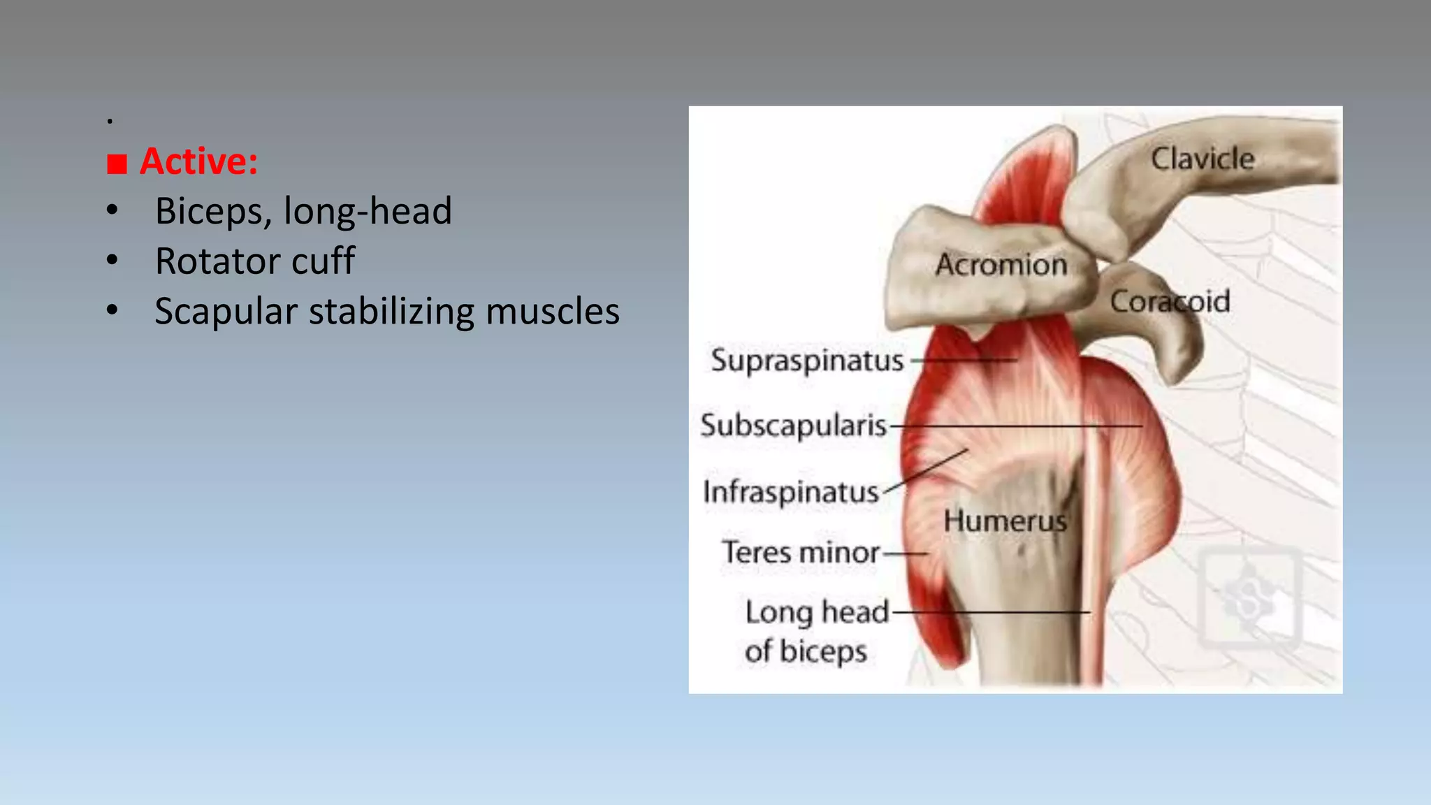 .
■ Active:
• Biceps, long-head
• Rotator cuff
• Scapular stabilizing muscles
 
