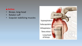 .
■ Active:
• Biceps, long-head
• Rotator cuff
• Scapular stabilizing muscles
 