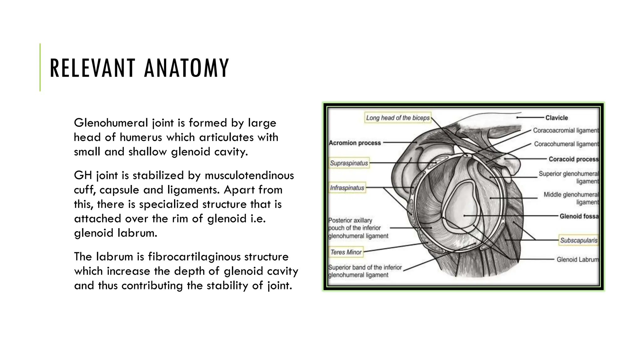 RELEVANT ANATOMY
Glenohumeral joint is formed by large
head of humerus which articulates with
small and shallow glenoid cavity.
GH joint is stabilized by musculotendinous
cuff, capsule and ligaments. Apart from
this, there is specialized structure that is
attached over the rim of glenoid i.e.
glenoid labrum.
The labrum is fibrocartilaginous structure
which increase the depth of glenoid cavity
and thus contributing the stability of joint.
 